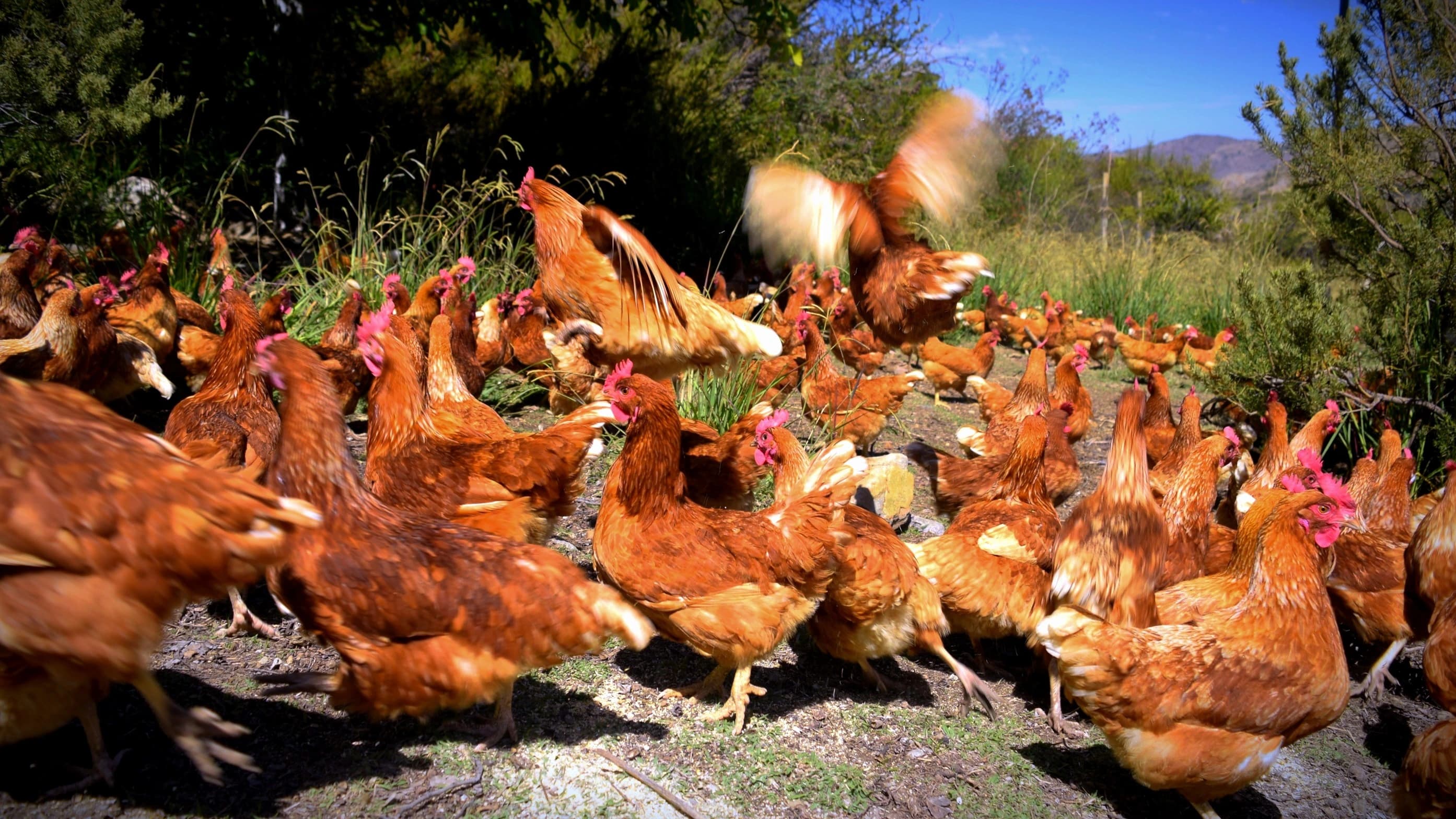 Gallinas Felices