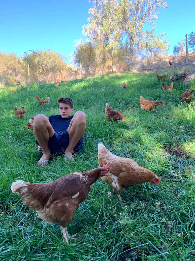 Gallinas libres pastando