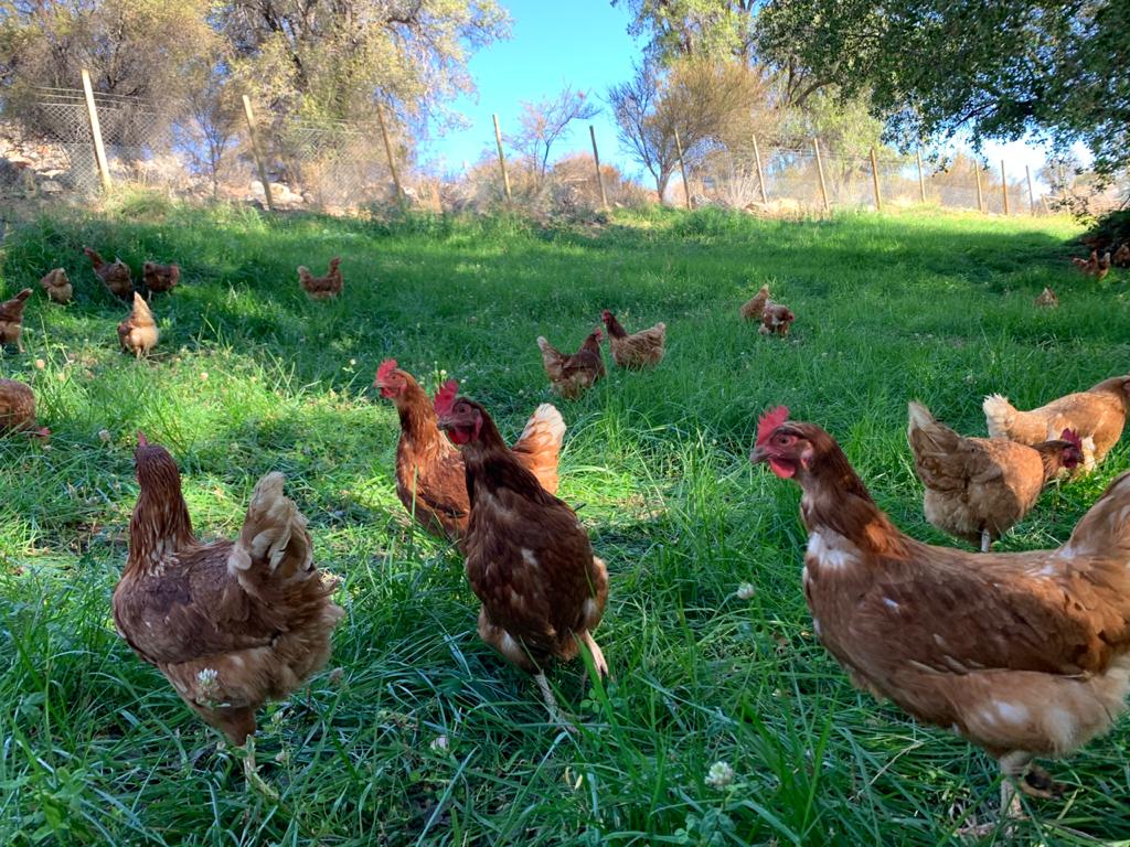 Gallinas felices