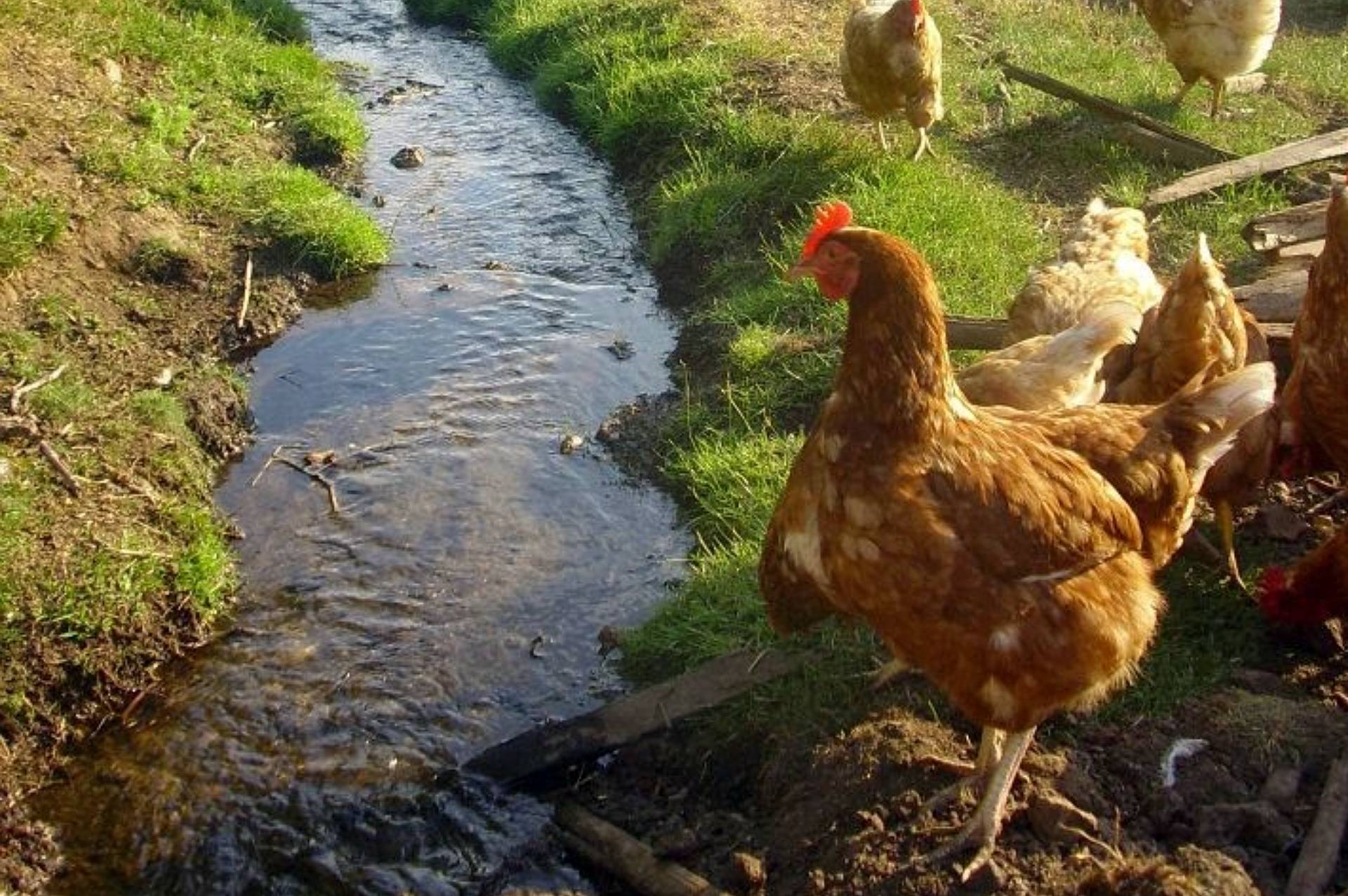 Gallinas Gallina Feliz en San Esteban
