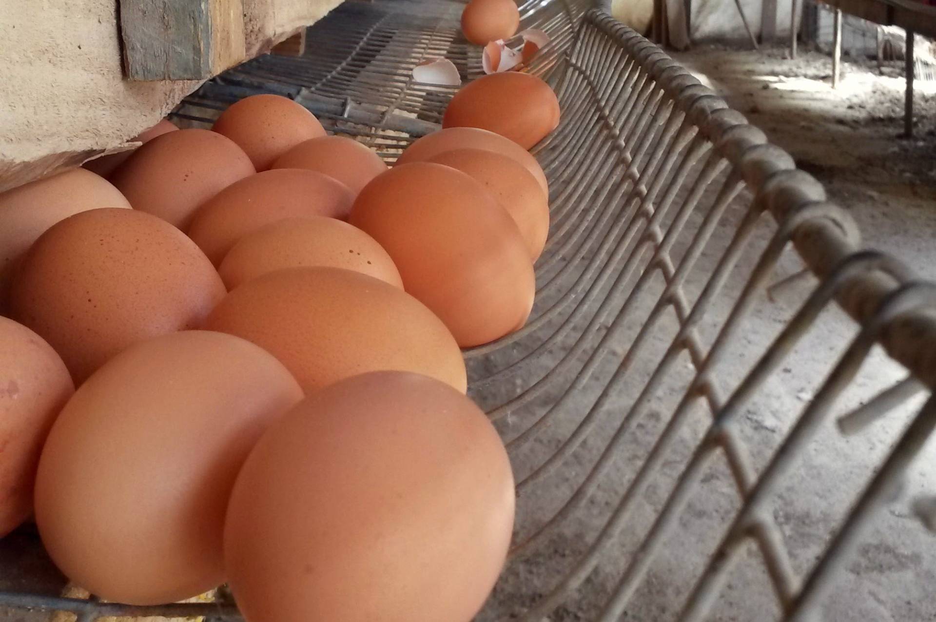 Gallinas Feliz en San Esteban
